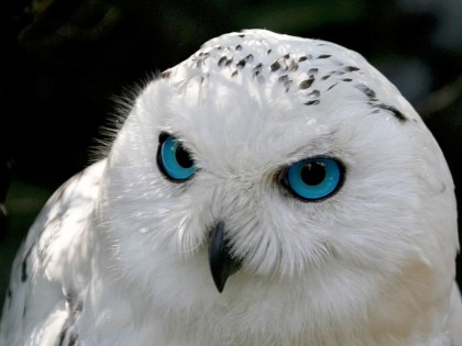 White Wallpapers on White Owl Wallpapers    High Definition Wallpapers Cool Nature