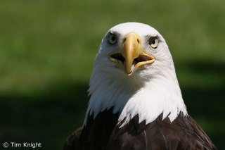 Eagles Pictures